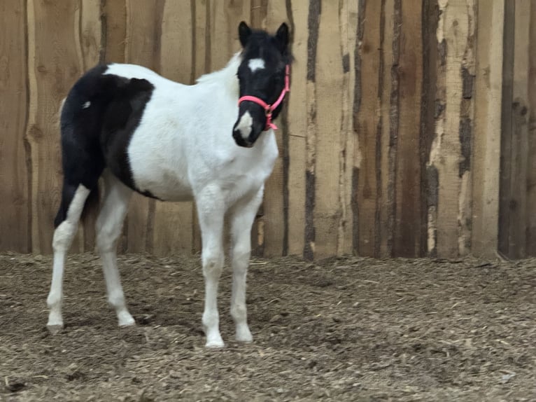 American Paint Horse Stallion 1 year 15,1 hh Tobiano-all-colors in FritzlarFritzlar
