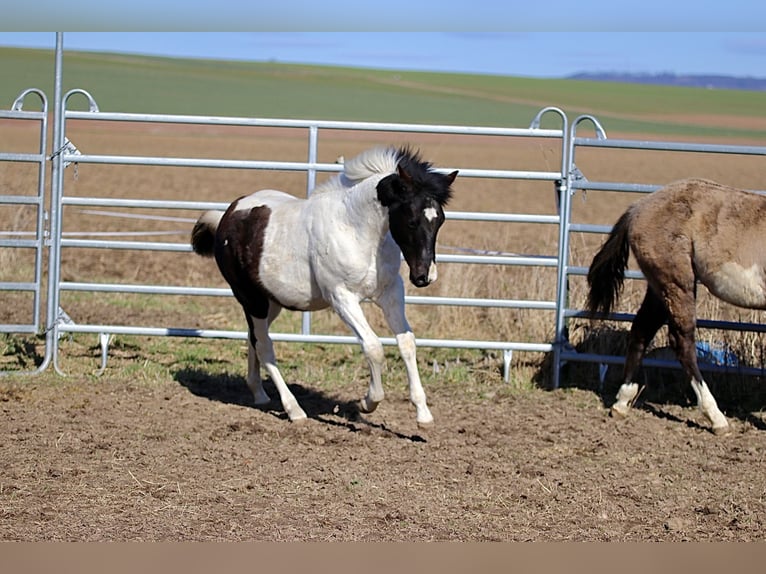 American Paint Horse Stallion 1 year 15,1 hh Tobiano-all-colors in FritzlarFritzlar