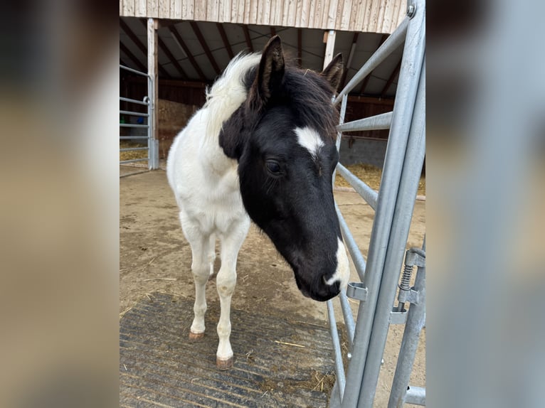 American Paint Horse Stallion 1 year 15,1 hh Tobiano-all-colors in FritzlarFritzlar