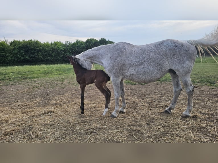 American Paint Horse Mix Stallion 1 year  in Gramzow