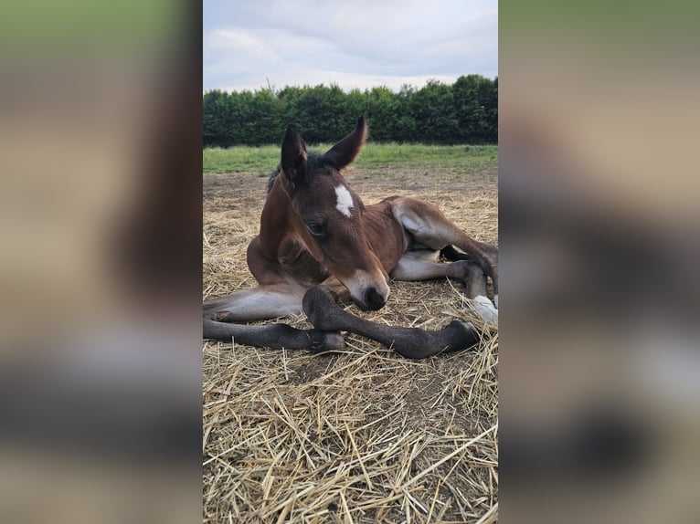 American Paint Horse Mix Stallion 1 year  in Gramzow