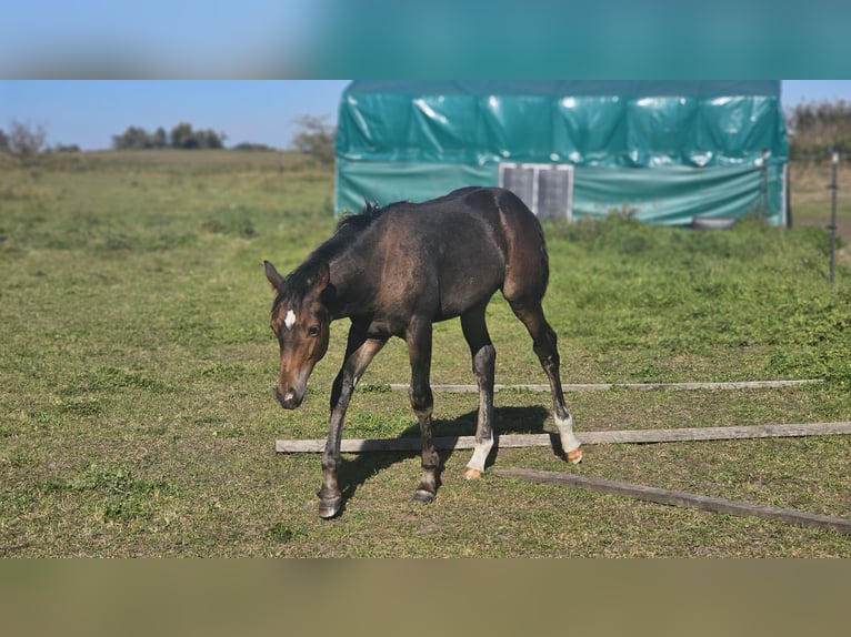 American Paint Horse Mix Stallion 1 year  in Gramzow