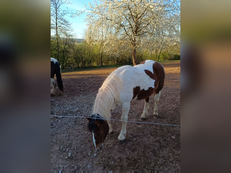 American Paint Horse Stallion 1 year Pinto in Duderstadt