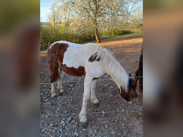 American Paint Horse Stallion 1 year Pinto in Duderstadt