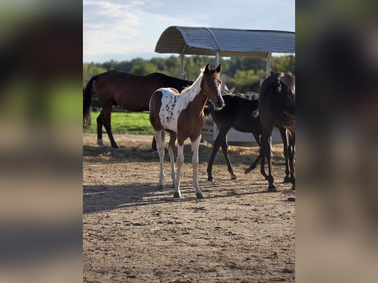 American Paint Horse Stallion 1 year Pinto in VAUMAS
