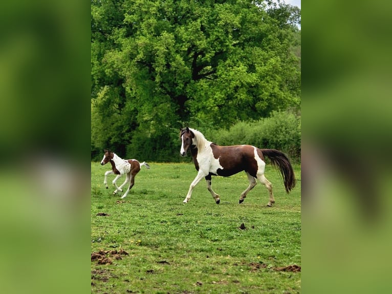 American Paint Horse Stallion 1 year Pinto in VAUMAS