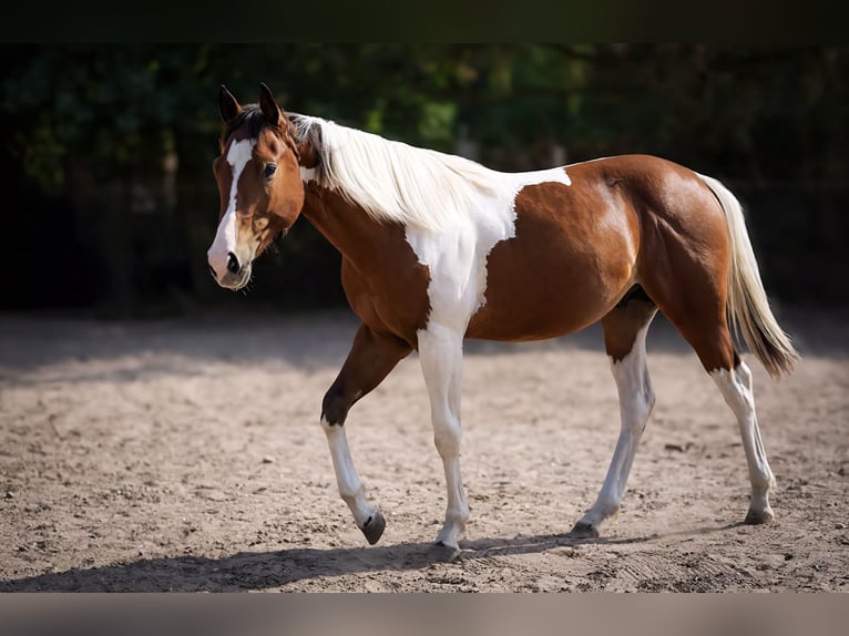 American Paint Horse Stallion 1 year Tobiano-all-colors in Sankt Leon-Rot
