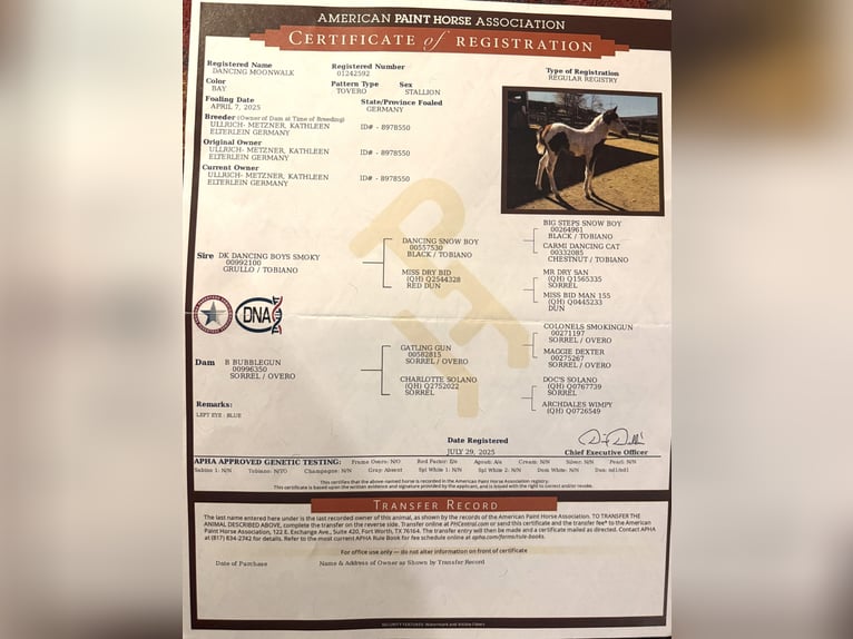 American Paint Horse Stallion 1 year Tovero-all-colors in Berga- Wünschendorf