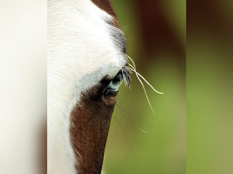 American Paint Horse Stallion 1 year Tovero-all-colors in Berga- Wünschendorf