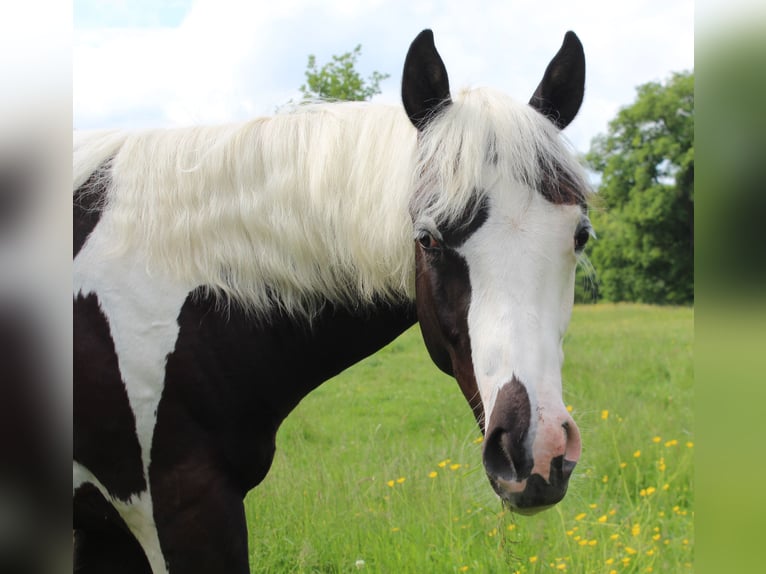 American Paint Horse Stallion 1 year Tovero-all-colors in yzeure