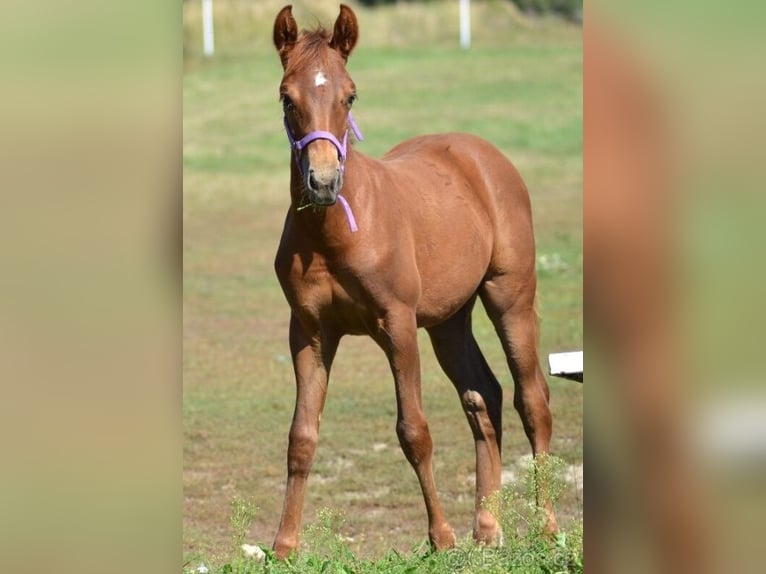 American Paint Horse Mix Stallion 2 years 13.1 hh Chestnut-Red in Příbram