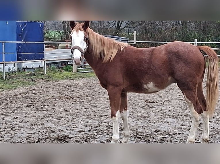 American Paint Horse Stallion 2 years 13,2 hh Sorrel in Eschweiler