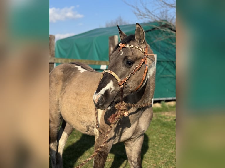 American Paint Horse Stallion 2 years 14.1 hh Tobiano-all-colors in Sint-Gillis-Waas