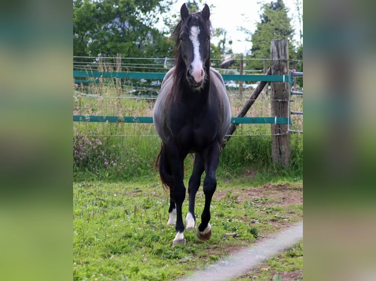 American Paint Horse Stallion 2 years 14.2 hh Black in Hellenthal