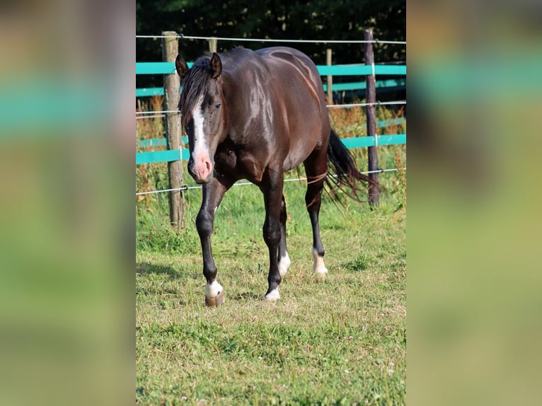 American Paint Horse Stallion 2 years 14.2 hh Black in Hellenthal