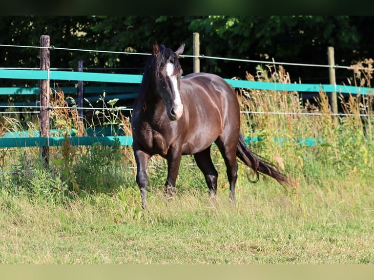 American Paint Horse Stallion 2 years 14.2 hh Black in Hellenthal