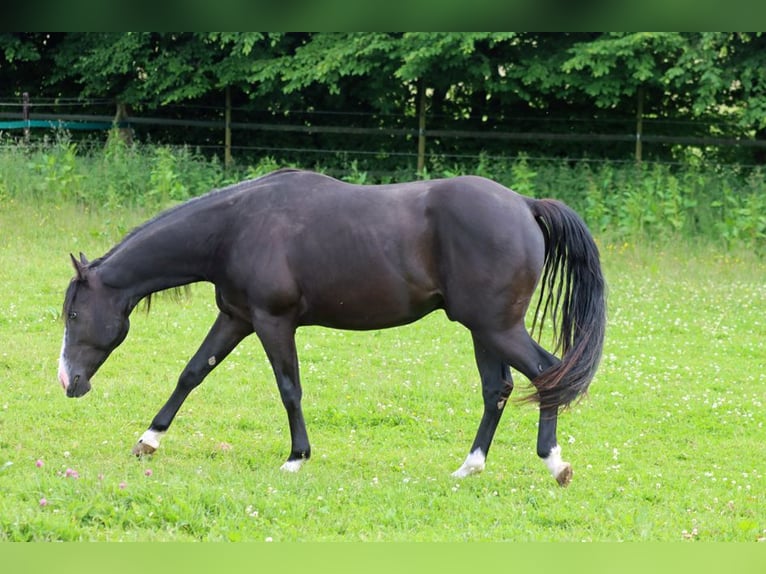American Paint Horse Stallion 2 years 14.2 hh Black in Hellenthal