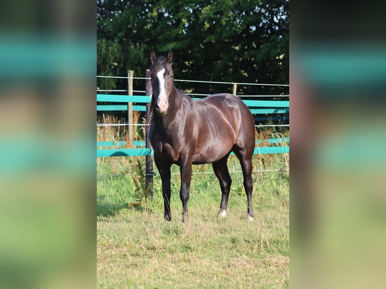 American Paint Horse Stallion 2 years 14.2 hh Black in Hellenthal