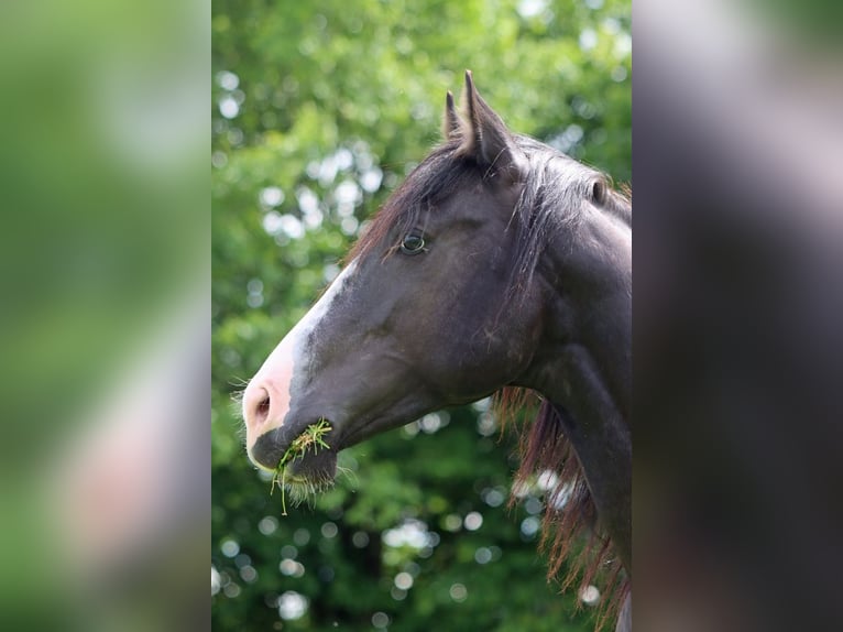 American Paint Horse Stallion 2 years 14.2 hh Black in Hellenthal