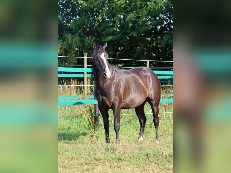American Paint Horse Stallion 2 years 14.2 hh Black in Hellenthal