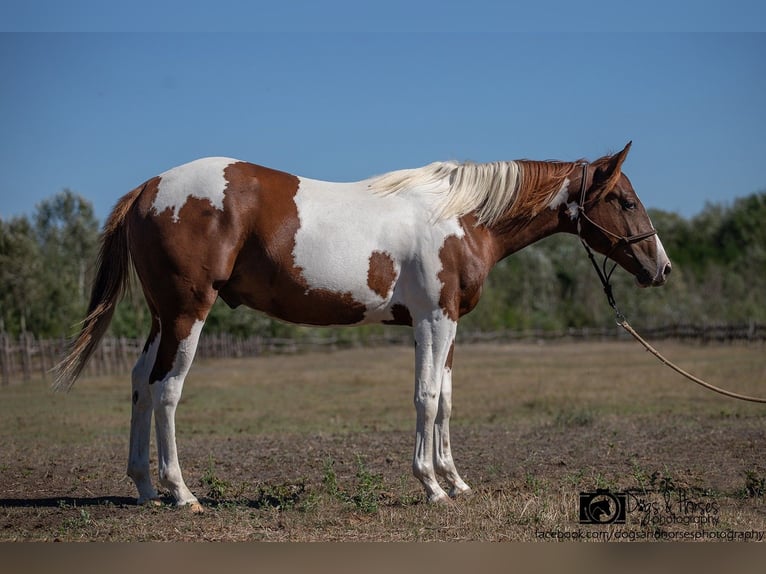 American Paint Horse Stallion 2 years 14.3 hh Tobiano-all-colors in Izsák