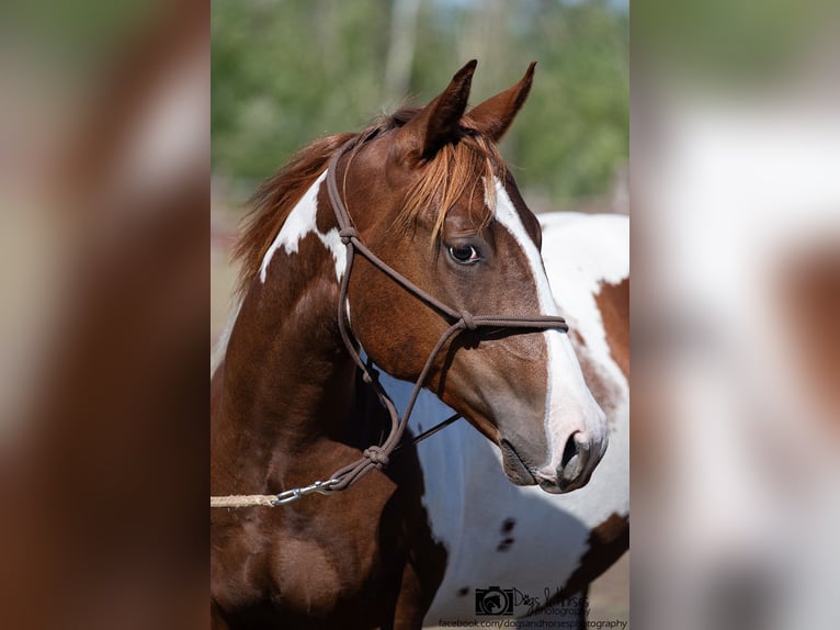 American Paint Horse Stallion 2 years 14.3 hh Tobiano-all-colors in Izsák