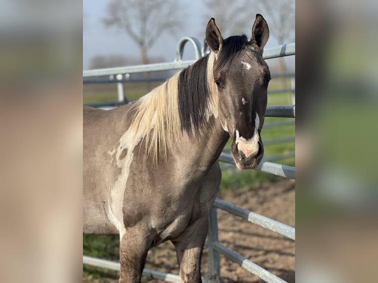 American Paint Horse Stallion 2 years 14,1 hh Tobiano-all-colors in Sint-Gillis-Waas