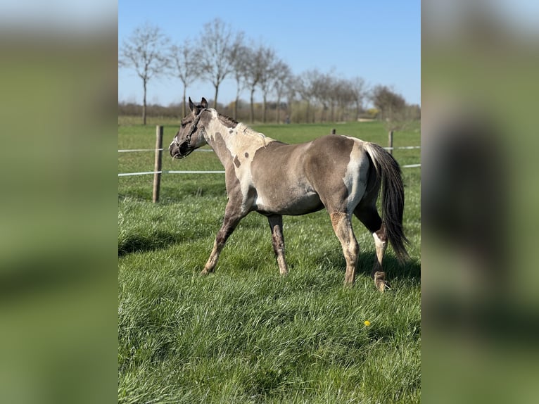 American Paint Horse Stallion 2 years 14,1 hh Tobiano-all-colors in Sint-Gillis-Waas