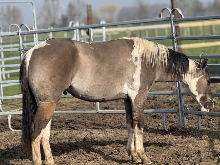 American Paint Horse Stallion 2 years 14,1 hh Tobiano-all-colors in Sint-Gillis-Waas