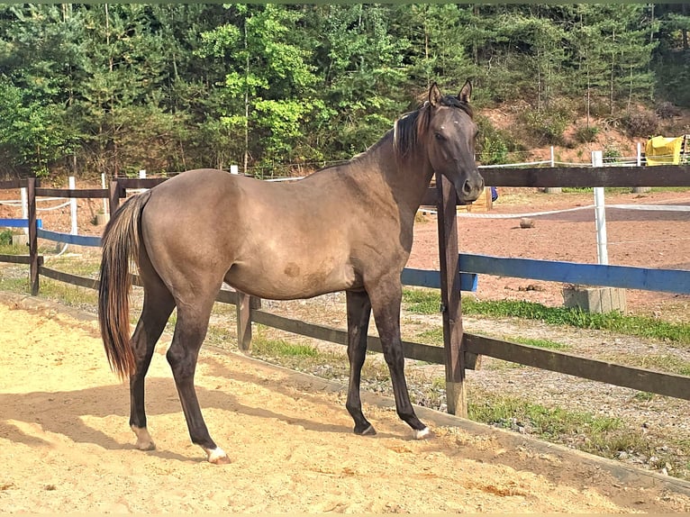 American Paint Horse Stallion 2 years 14,2 hh Grullo in Izsák