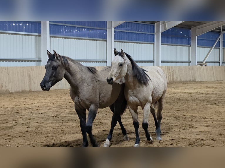American Paint Horse Stallion 2 years 14,2 hh Grullo in Izsák