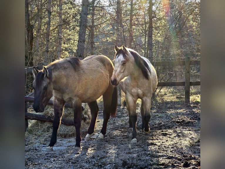 American Paint Horse Stallion 2 years 14,2 hh Grullo in Izsák