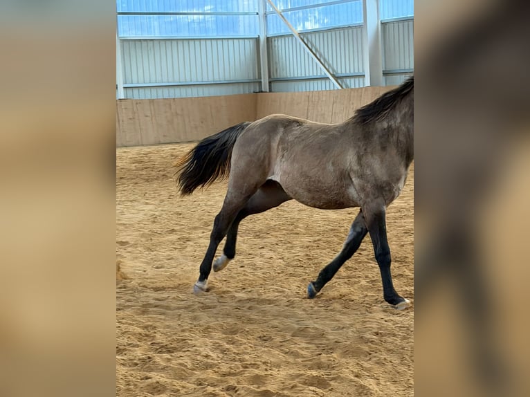 American Paint Horse Stallion 2 years 14,2 hh Grullo in Izsák
