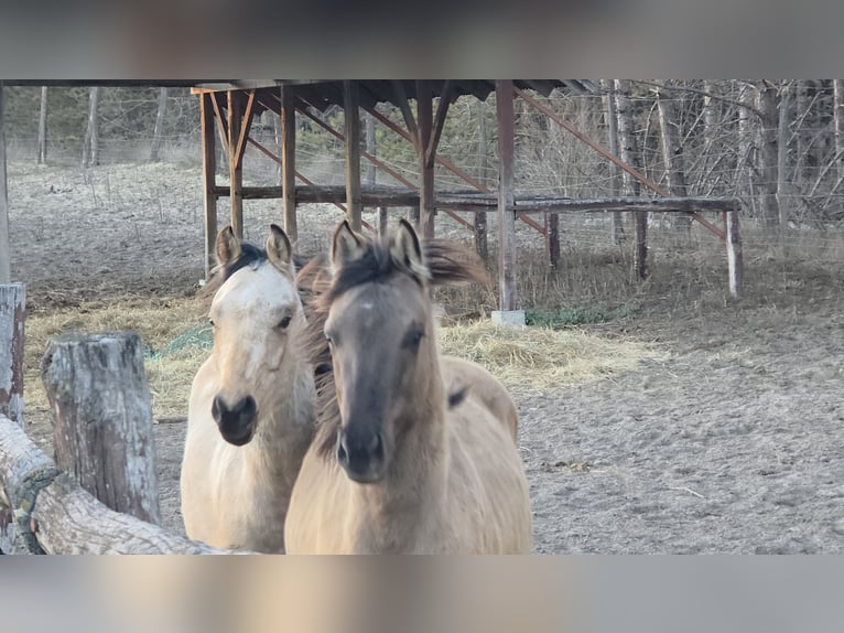 American Paint Horse Stallion 2 years 14,2 hh Grullo in Izsák