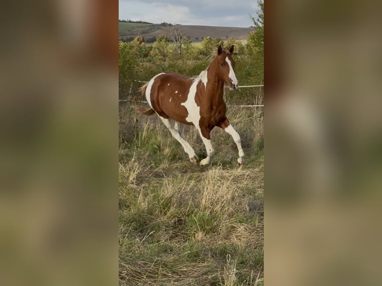 American Paint Horse Stallion 2 years 14,2 hh Tobiano-all-colors in Rottleben