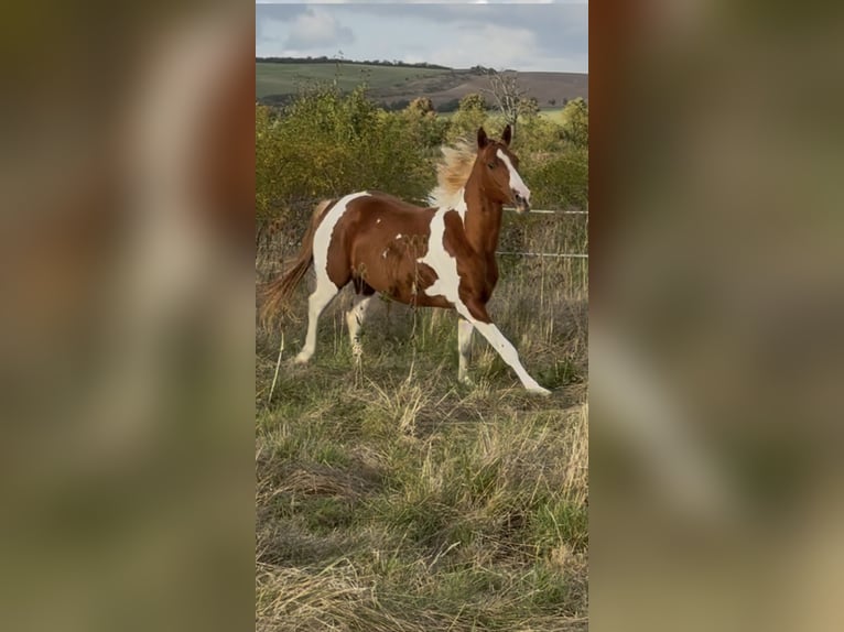 American Paint Horse Stallion 2 years 14,2 hh Tobiano-all-colors in Rottleben