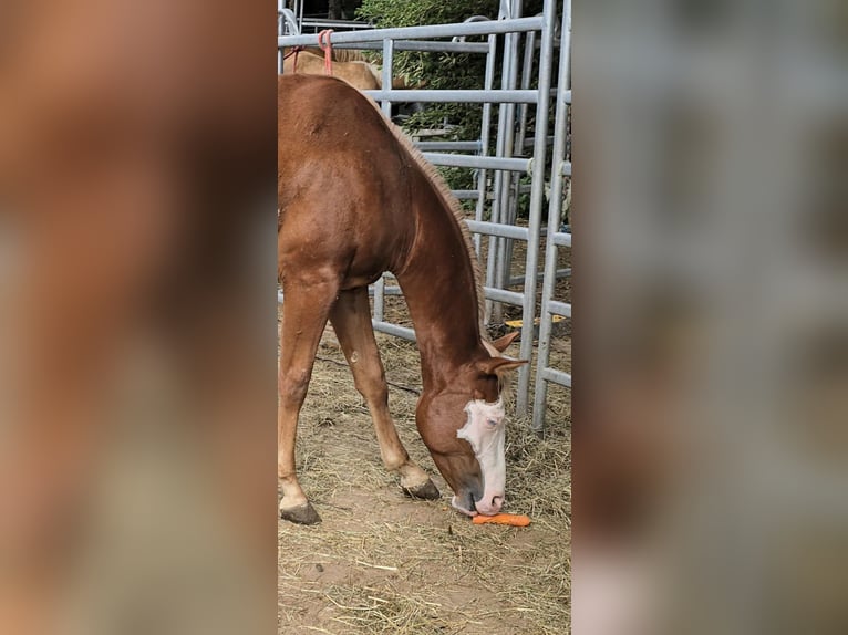 American Paint Horse Stallion 2 years 14,3 hh Chestnut-Red in Kraichtal