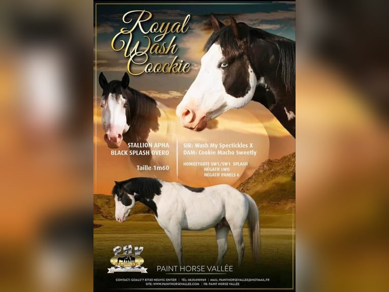 American Paint Horse Stallion 2 years 15,2 hh Brown in Kaltennordheim