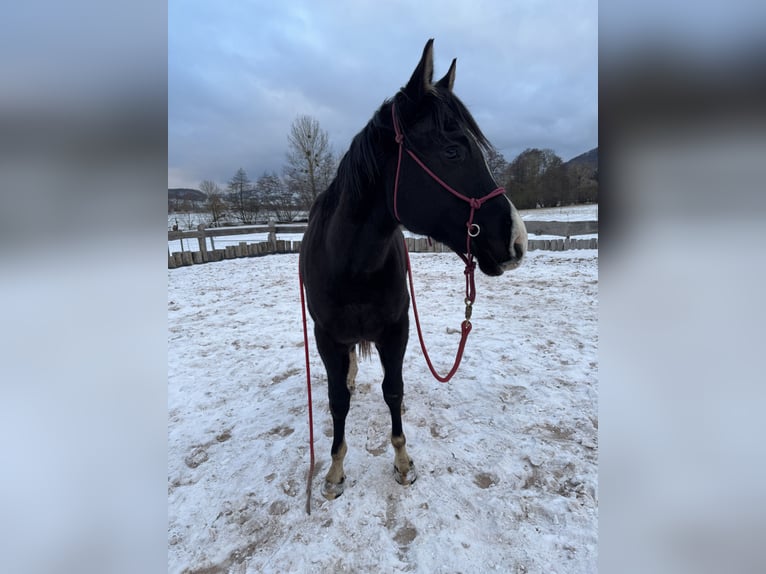 American Paint Horse Stallion 2 years 15,2 hh Brown in Kaltennordheim