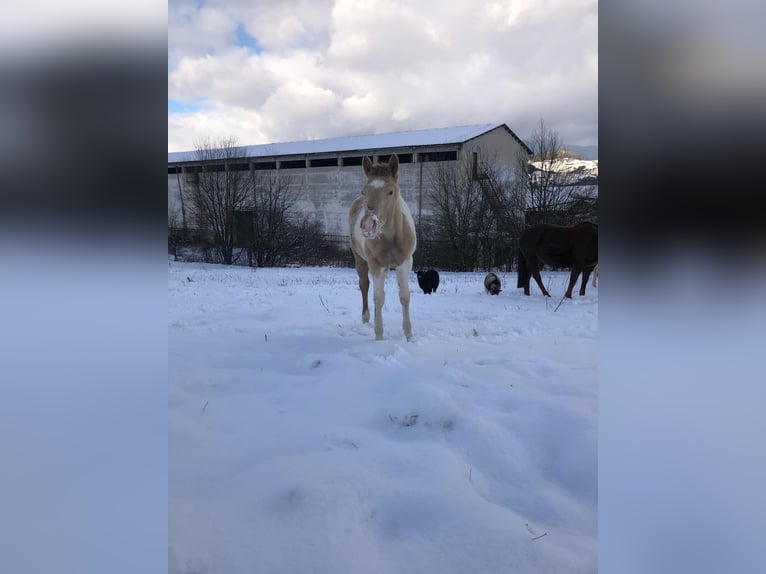 American Paint Horse Stallion 2 years Champagne in Oravska poruba