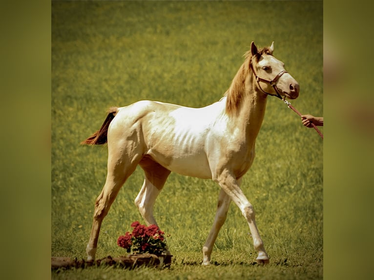 American Paint Horse Stallion 2 years Champagne in Oravska poruba