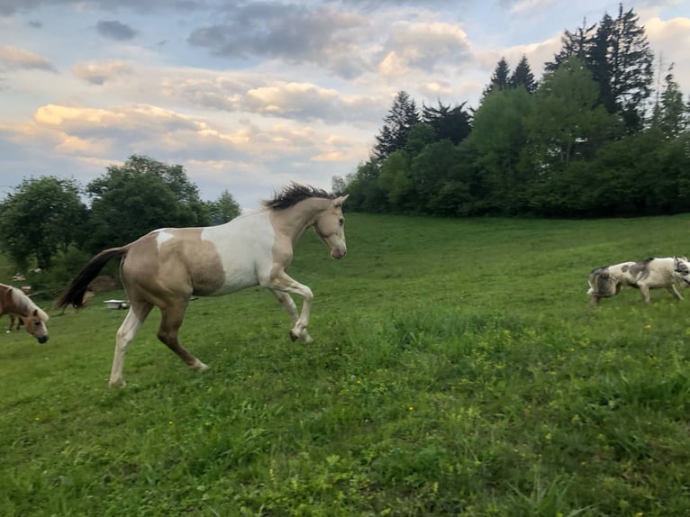 American Paint Horse Stallion 2 years Champagne in Oravska poruba