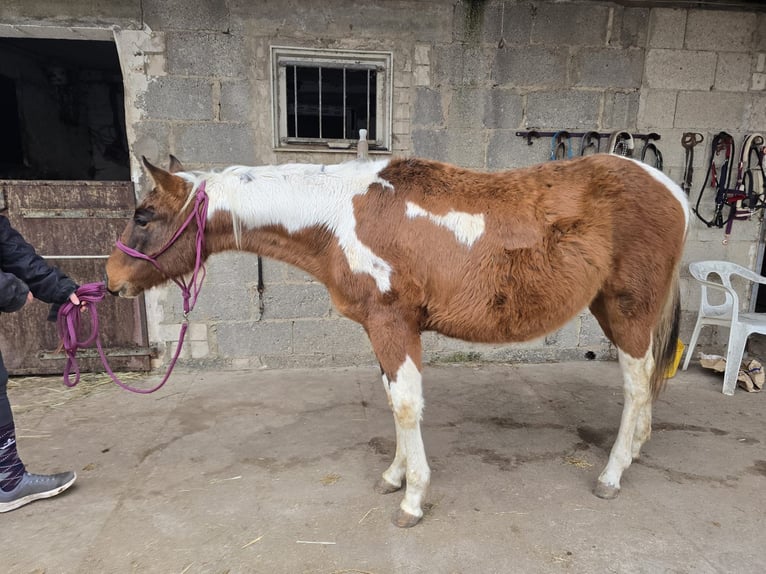 American Paint Horse Stallion 2 years Tobiano-all-colors in Groß-Umstadt
