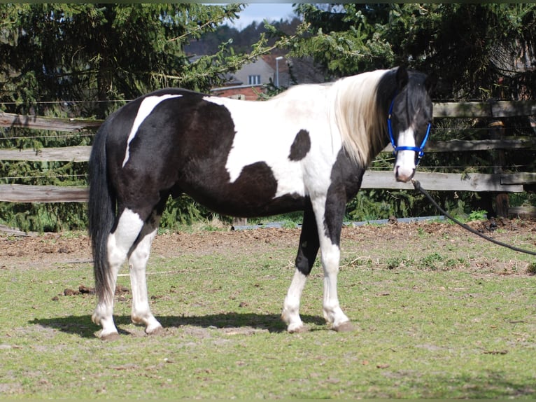 American Paint Horse Stallion 3 years 12,2 hh Pinto in Finsterwalde