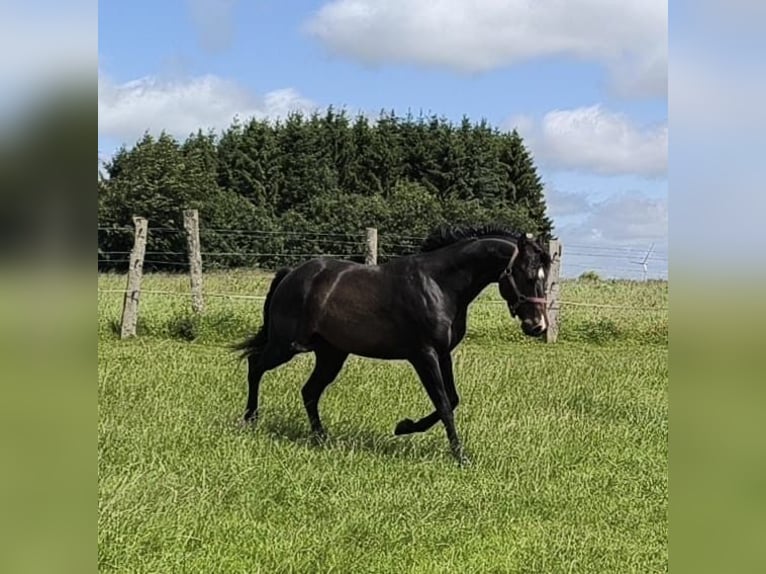 American Paint Horse Stallion 3 years 14.1 hh Bay-Dark in Bastogne