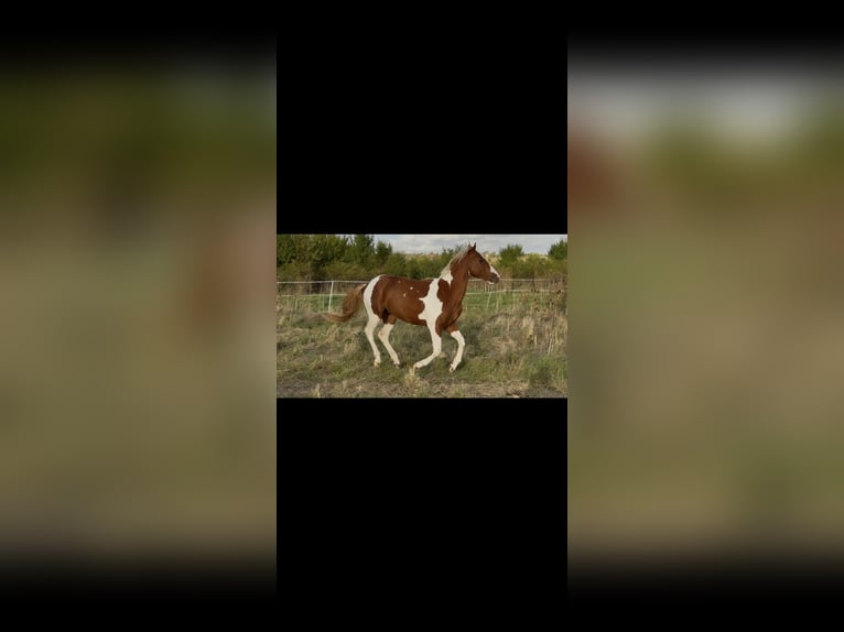 American Paint Horse Stallion 3 years 14,2 hh Tobiano-all-colors in Rottleben