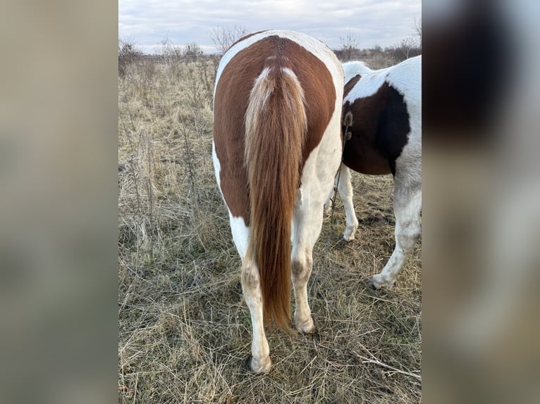 American Paint Horse Stallion 3 years 14,2 hh Tobiano-all-colors in Rottleben