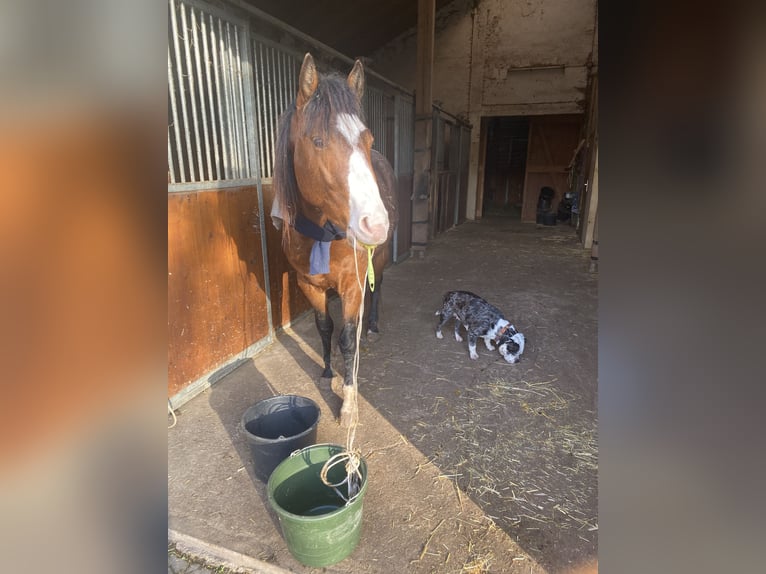 American Paint Horse Stallion 3 years 15.2 hh Overo-all-colors in Schillingsfürst