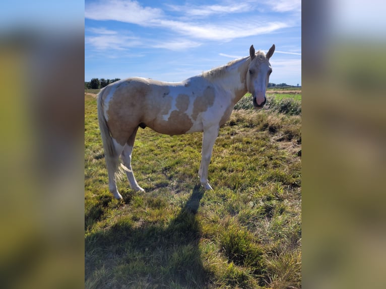 American Paint Horse Stallion 3 years 15,1 hh Palomino in Leer (Ostfriesland)