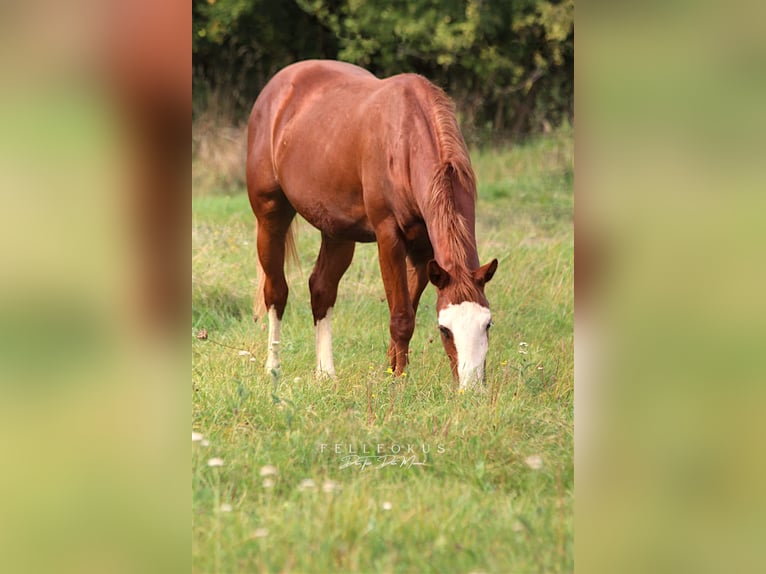 American Paint Horse Stallion 3 years Chestnut-Red in Ahorn